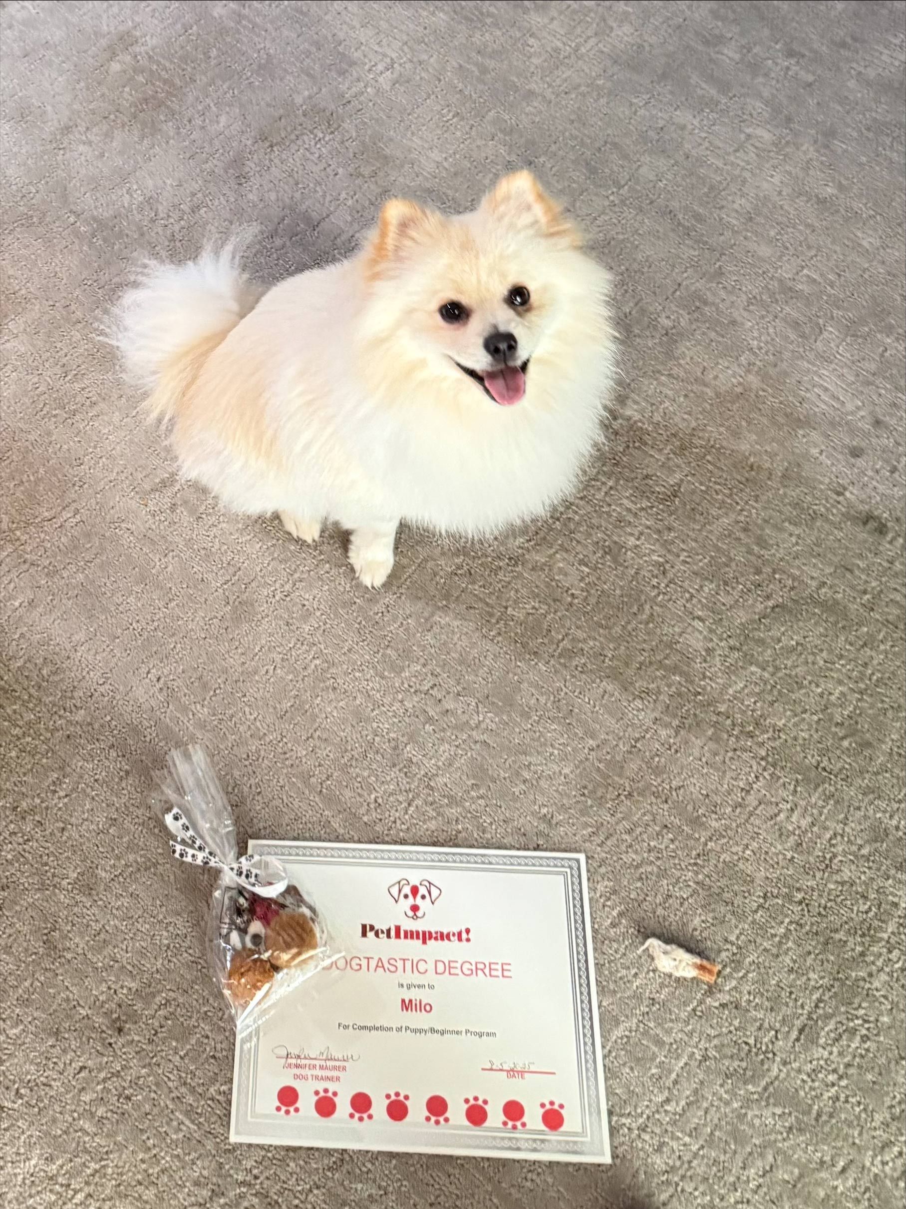 Fluffy, cream-colored Pomeranian smiles above a 