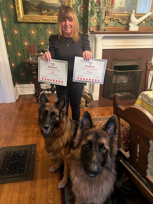 A woman is standing next to two german shepherds holding certificates.