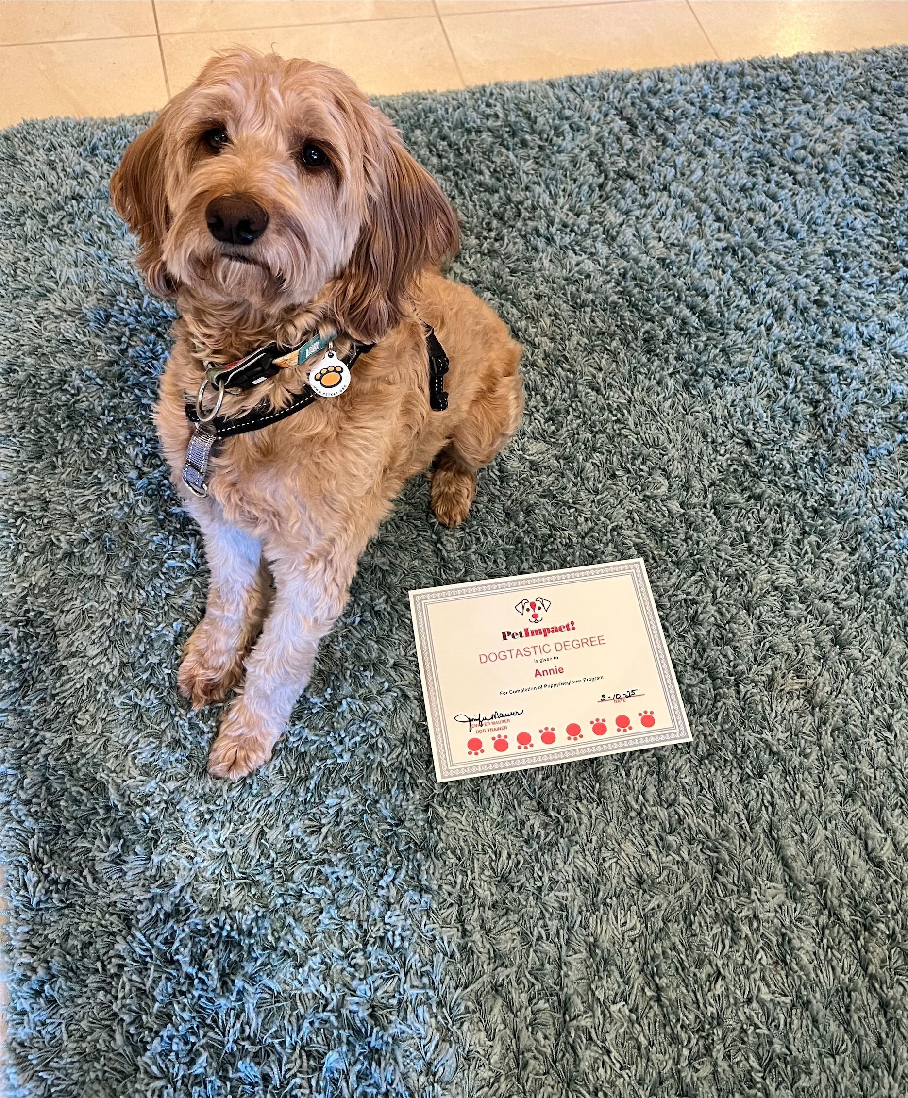 A small dog is sitting on a blue rug next to a birthday cake.