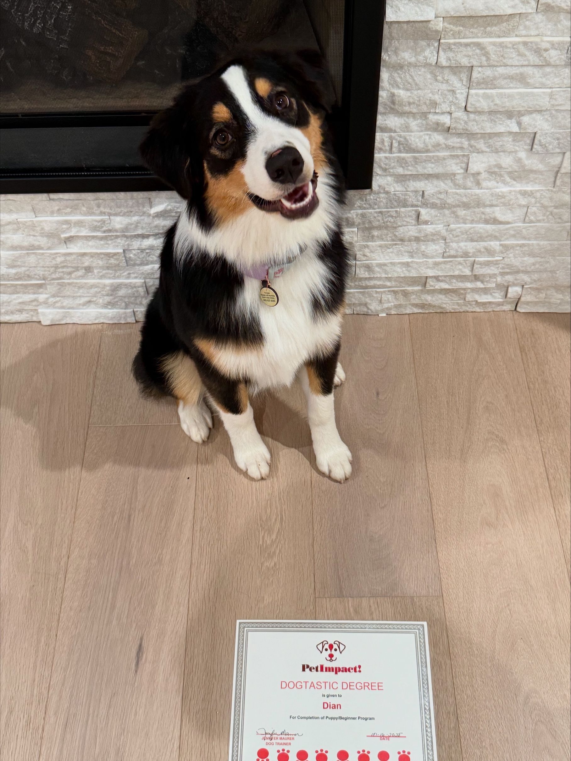 Tri-color dog sits in front of a fireplace, looking up with a happy expression; a certificate lays in front of the dog.