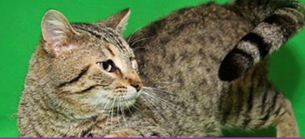 Healthy Cat — St. Louis, MO — PetImpact! Dog Training