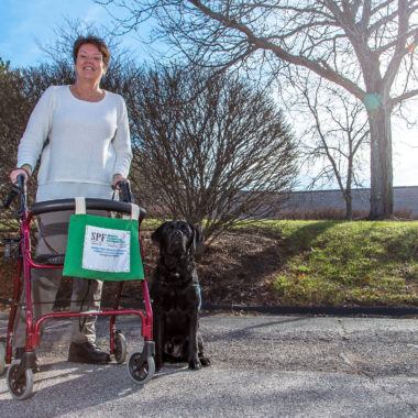 Dog having a Walk with Owner — St. Louis, MO — PetImpact! Dog Training