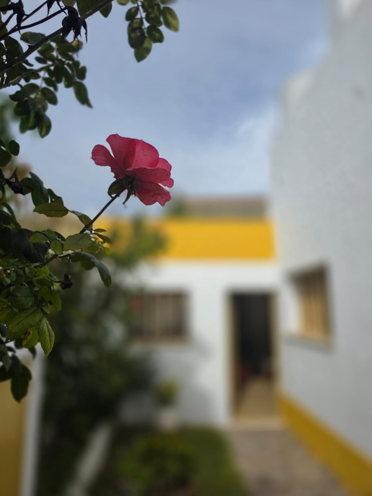 Una flor rosa en primer plano con un edificio blanco borroso y detalles amarillos al fondo.