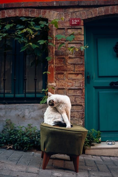 A dog is sitting on a green ottoman in front of a brick building.