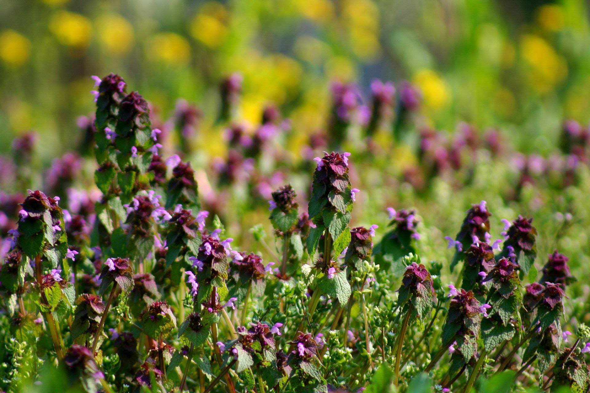 A field of purple and yellow flowers with green leaves