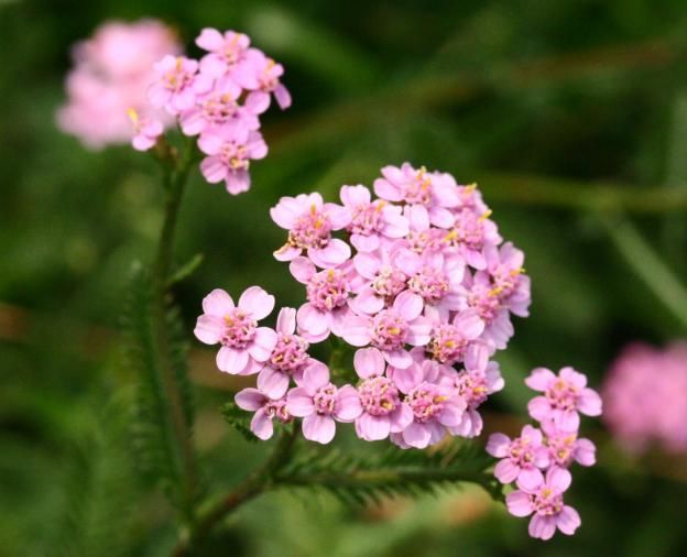 A bunch of small pink flowers on a green background