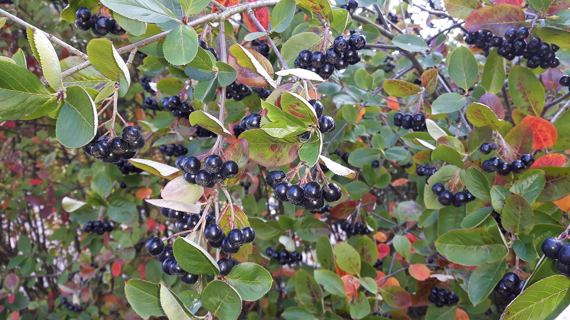 Aronia prunifolia