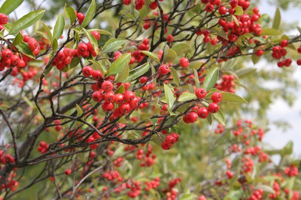 Aronia rossa. Aronia arbutifolia