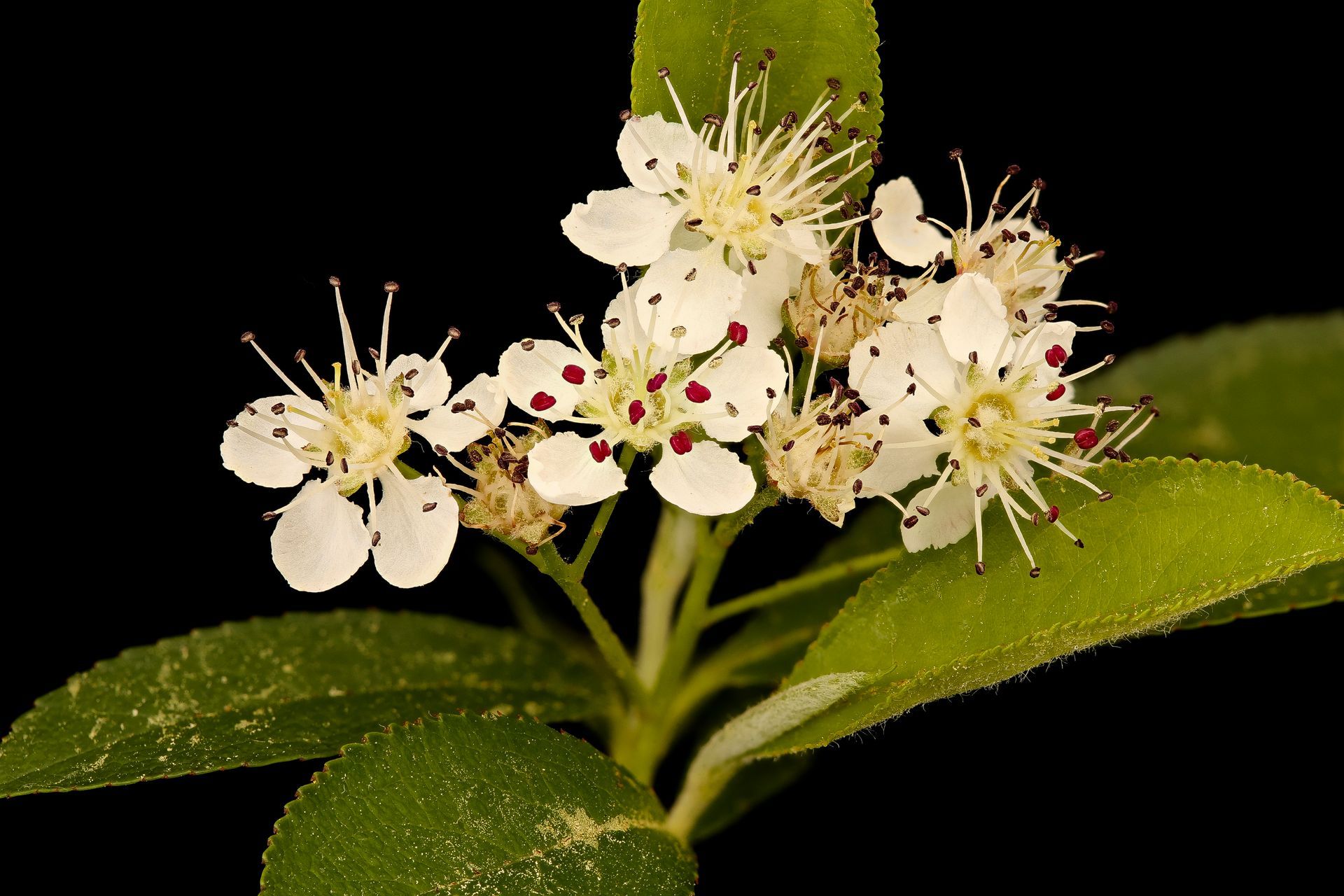 Aronia melanocarpa's flowers