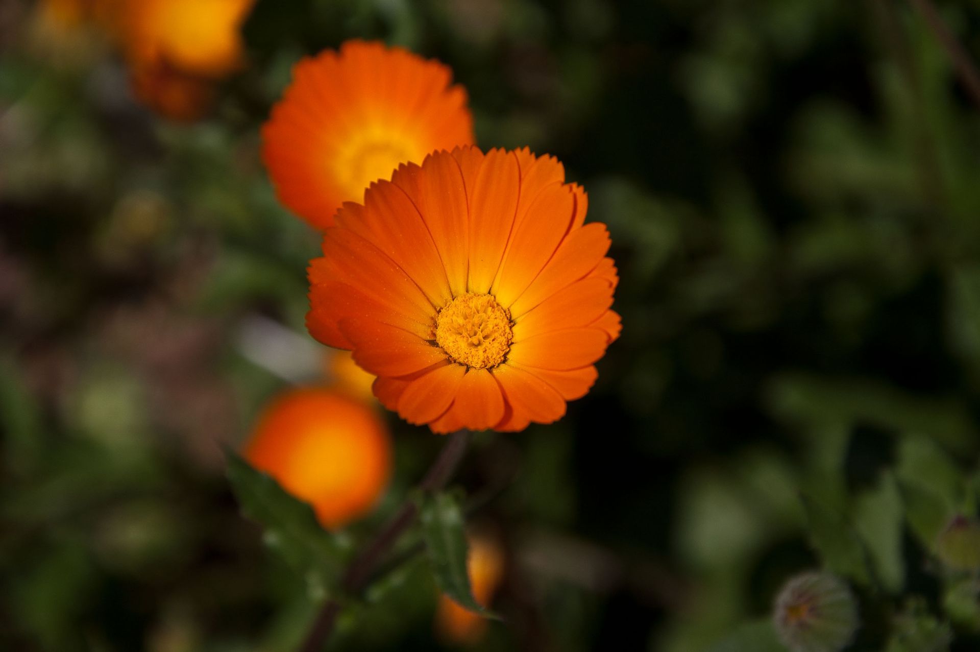 A close up of an orange flower with a yellow center surrounded by green leaves.
Calendula suffruticosa subsp. fulgida