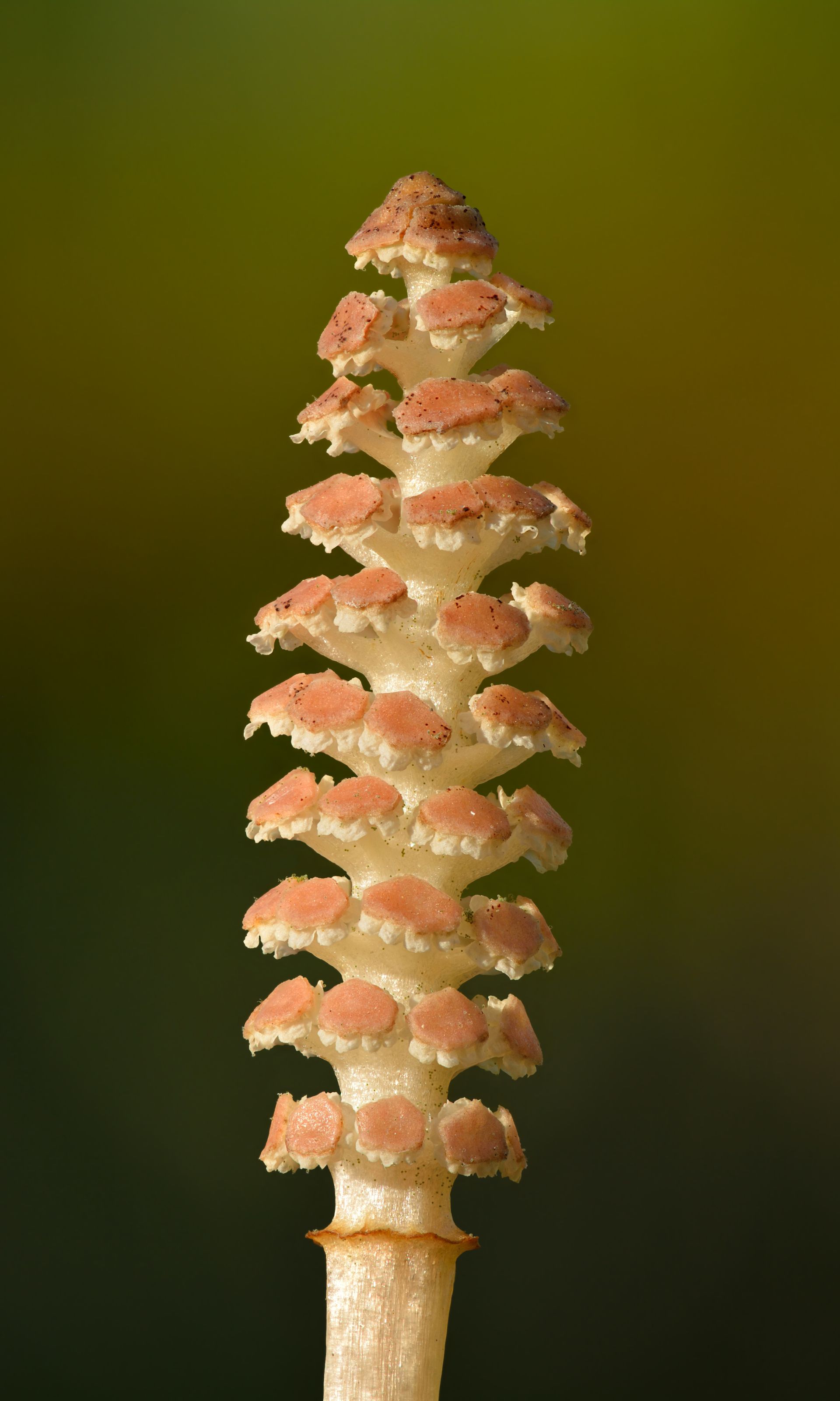 Strobilo feritle di Equisetum arvense