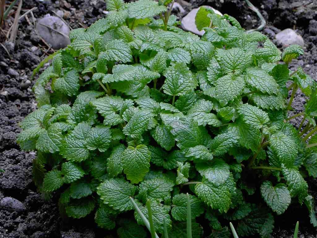 A bunch of green leaves are growing out of the ground.