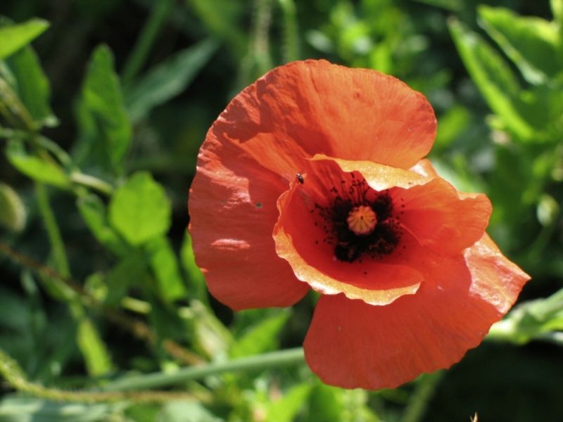 A close up of a red flower with a yellow center