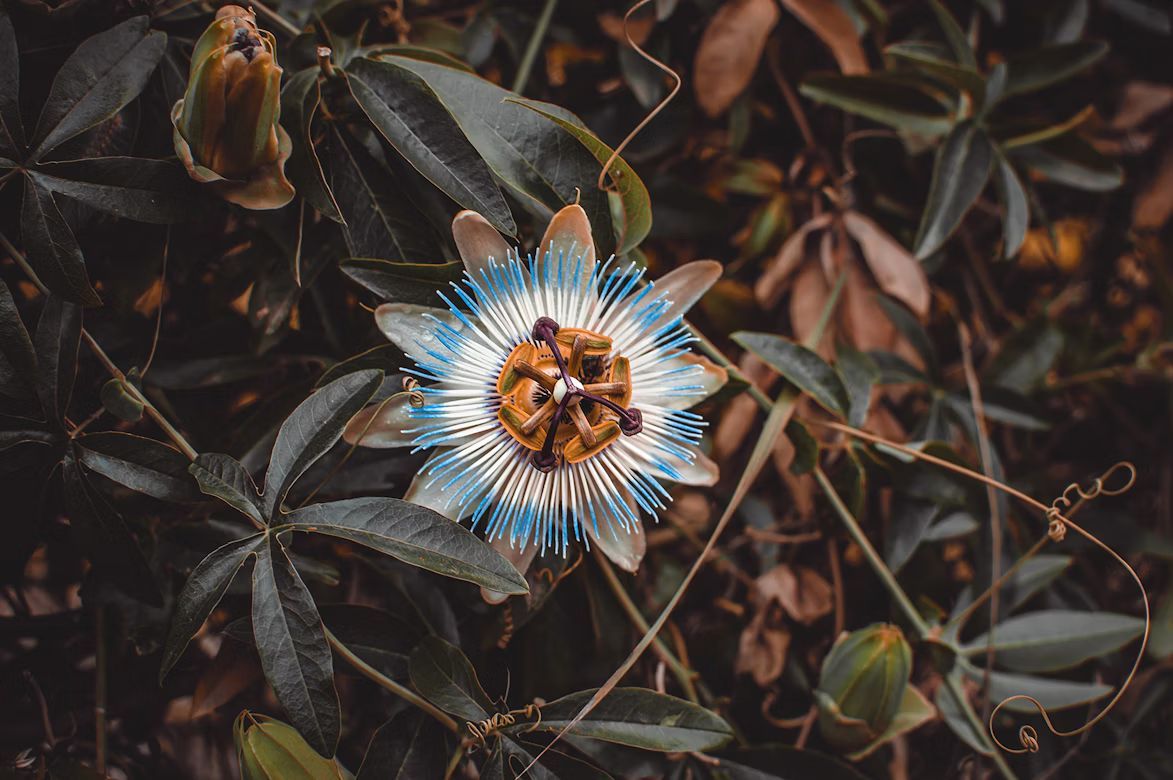 Blue and white passion flower with intricate details, surrounded by dark green foliage.