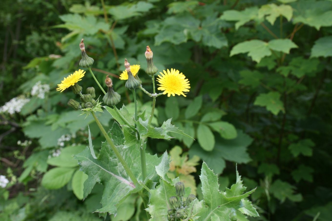 A close up of a plant with yellow flowers and green leaves