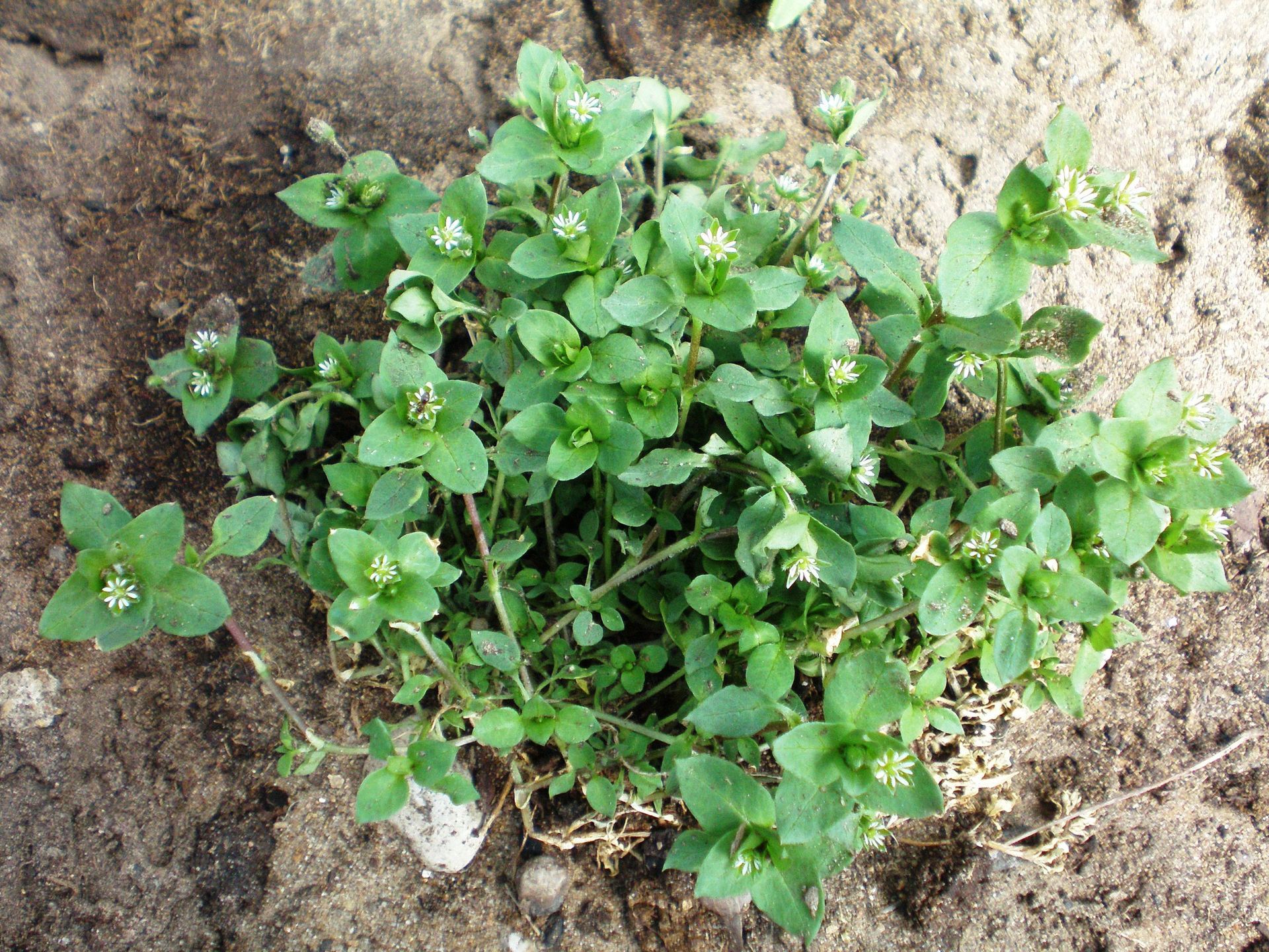 A small green plant is growing out of the ground