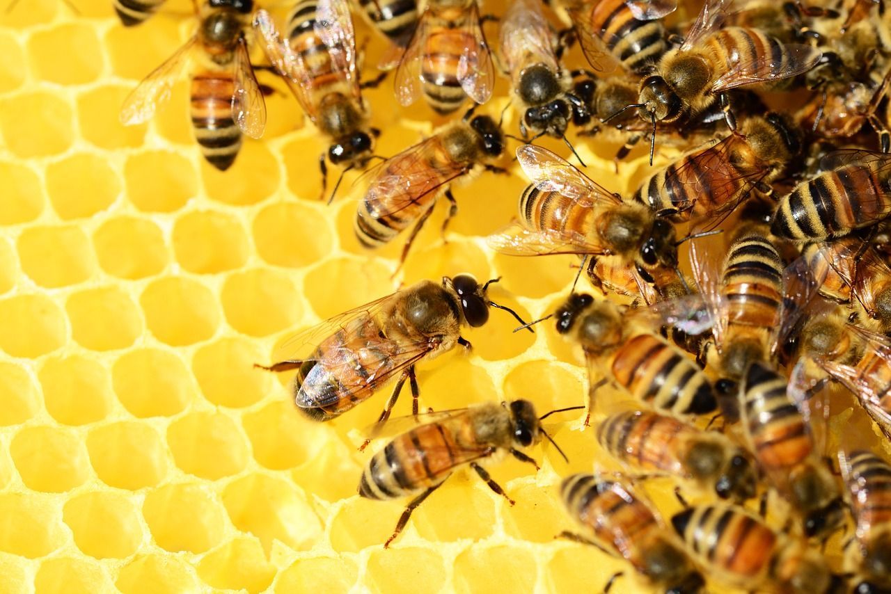 A close up of a group of bees on a honeycomb.