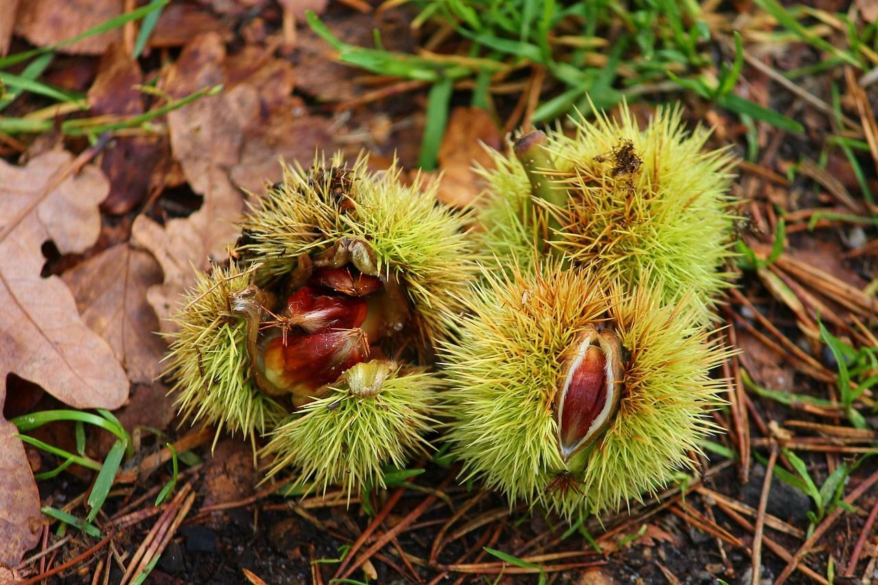 Two chestnuts are sitting on the ground in the grass.