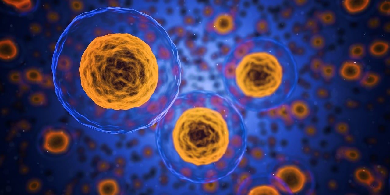 Cells with bright yellow nuclei and blue cell membranes, against a dark blue background.