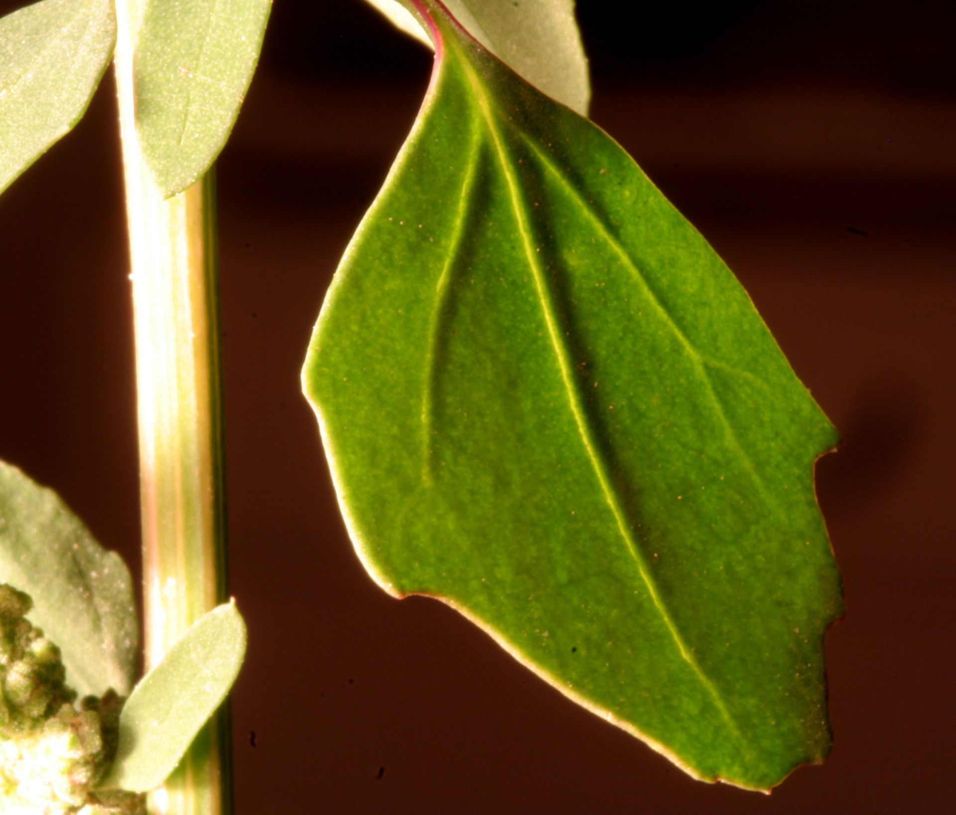 Chenopodium album