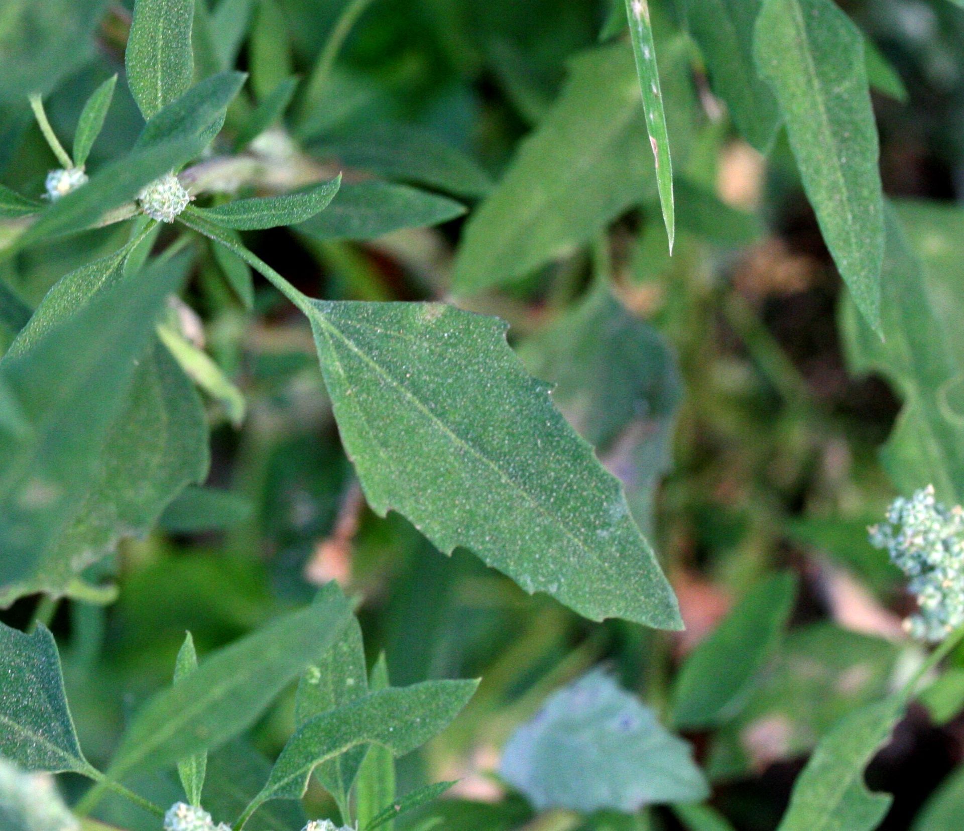 Chenopodium album