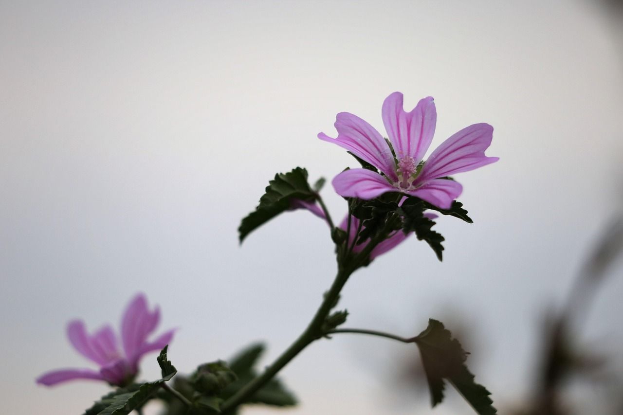 Pink wildflowers with striped petals and green leaves against a blurred background.