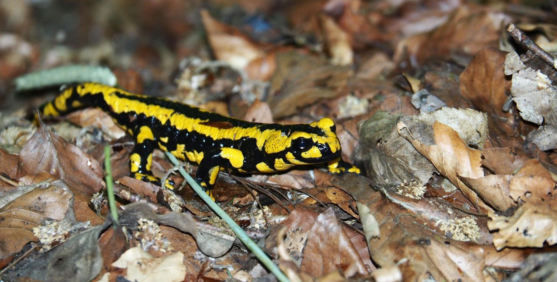 A yellow and black lizard is sitting on a pile of leaves.