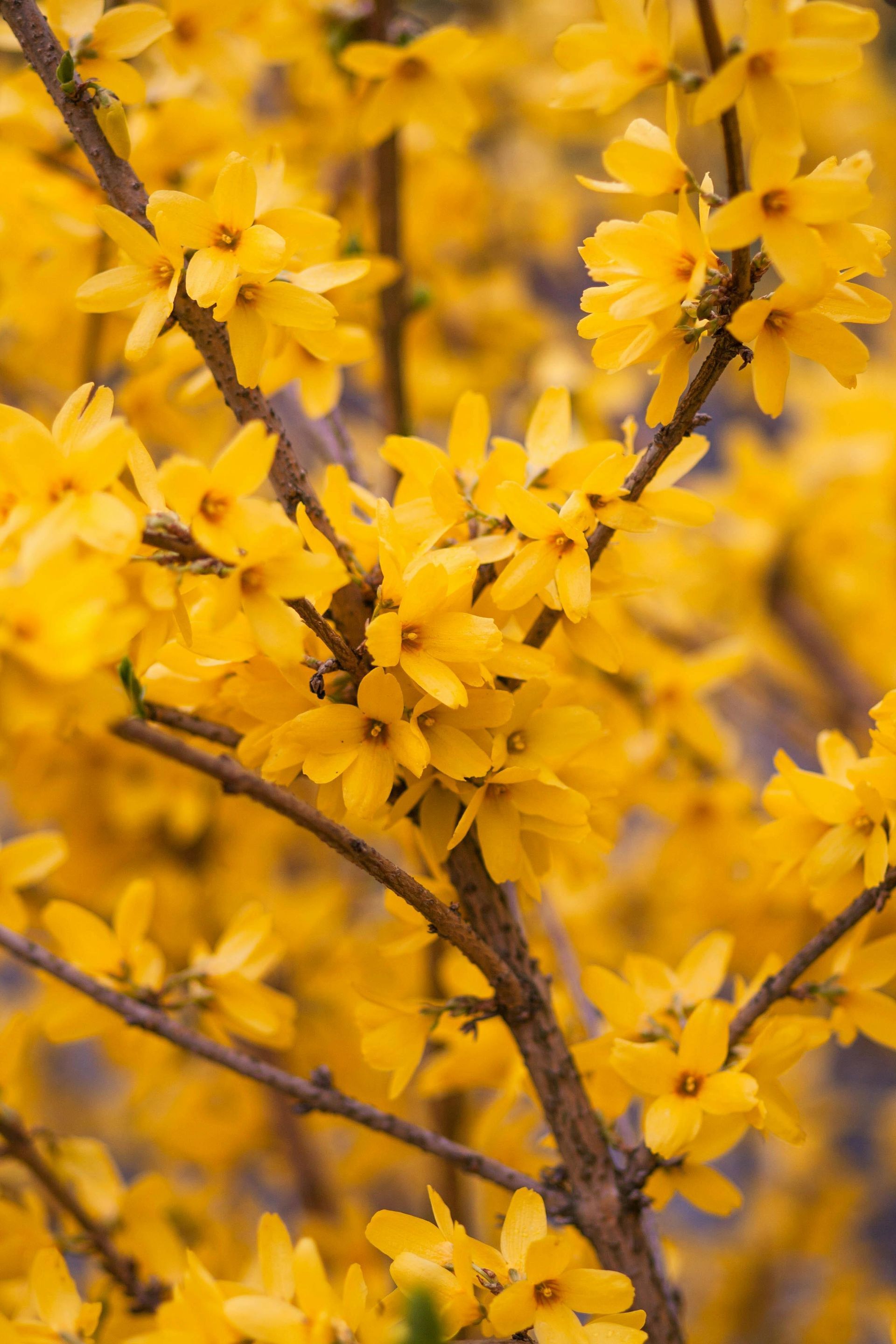 A close up of a tree branch with yellow flowers.