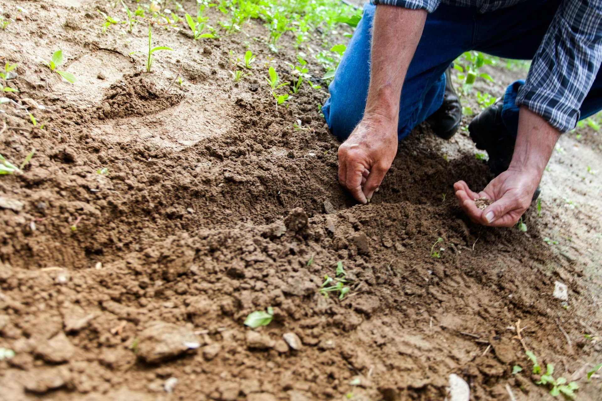 A man is kneeling down in the dirt planting a plant.