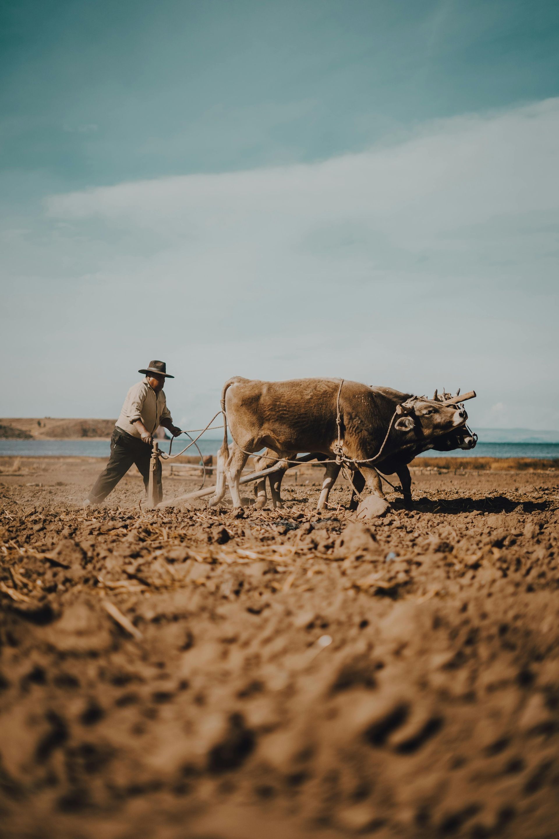 A man is plowing a field with two cows pulling a plow.
