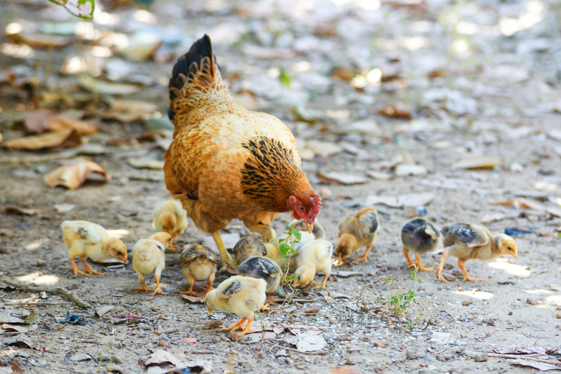 A chicken and her chicks are eating grass on the ground.