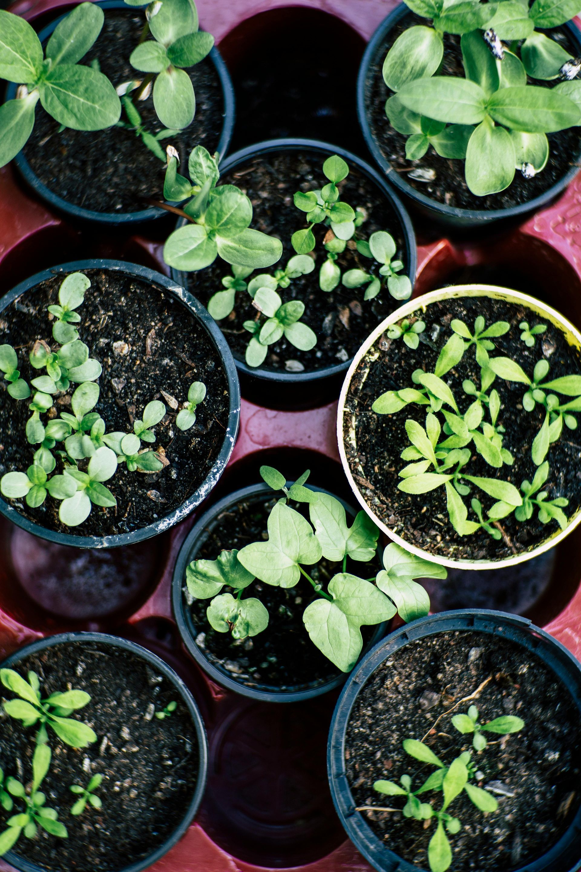 A bunch of potted plants are growing in a tray.