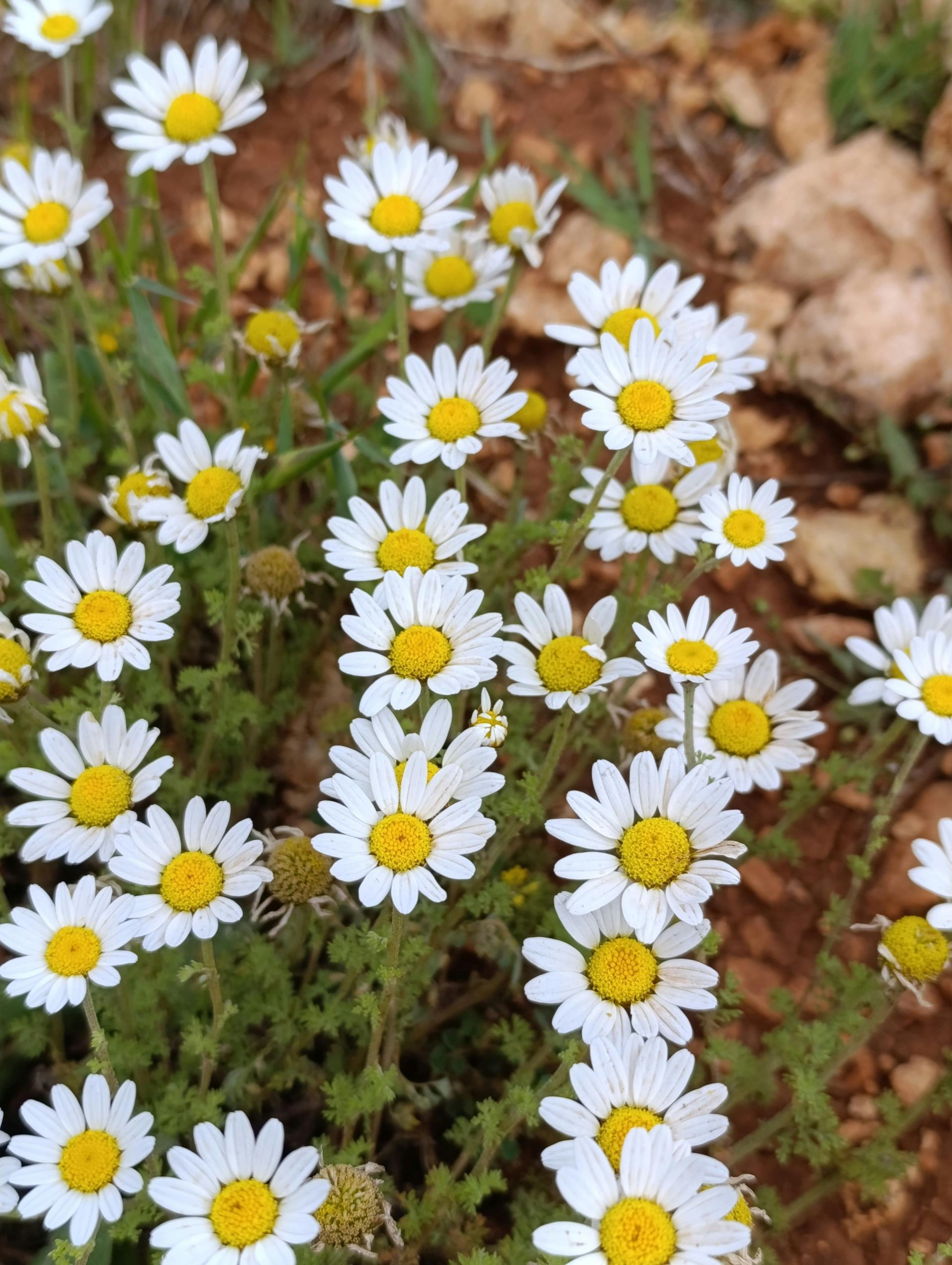 A bunch of white daisies with yellow centers