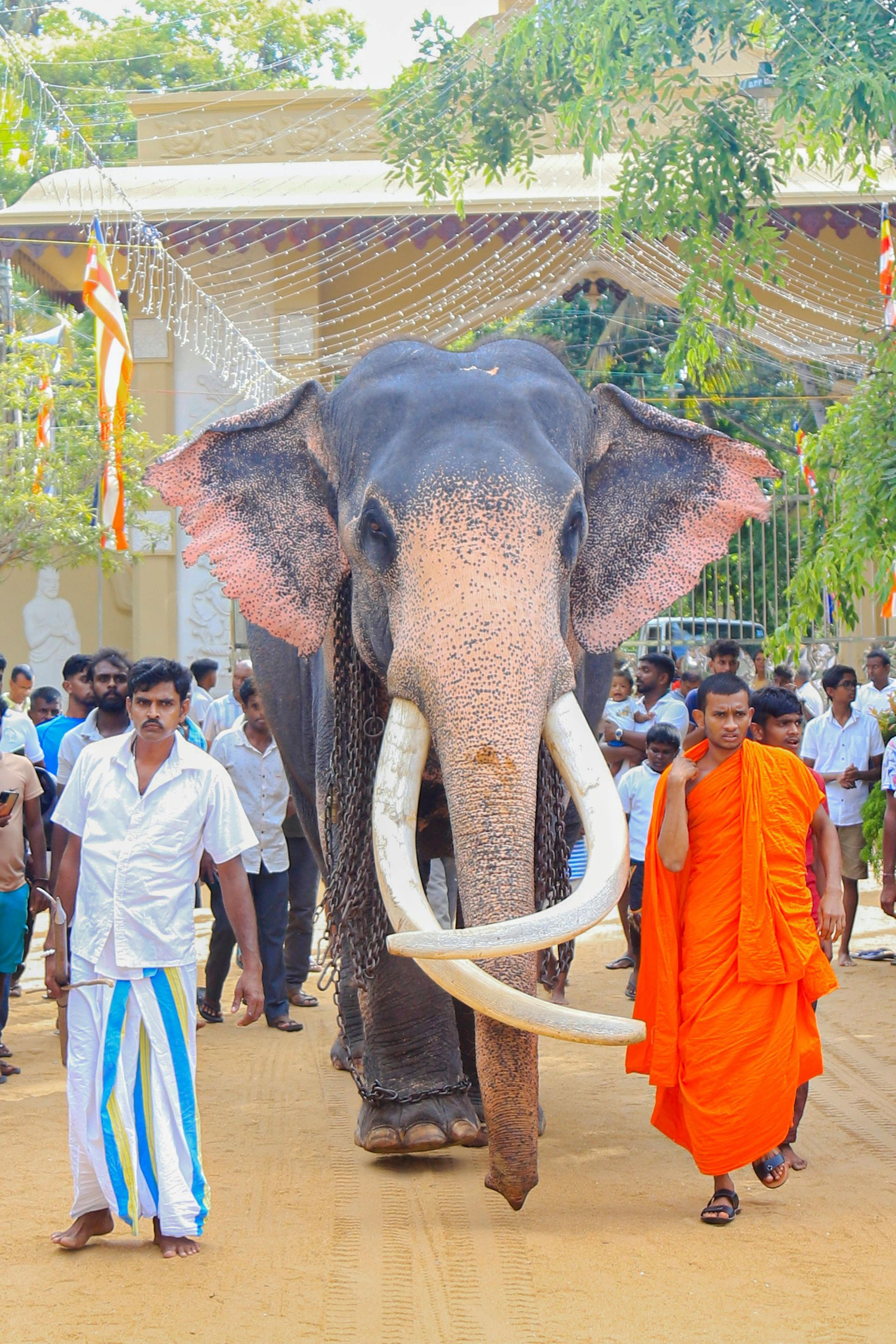 Elephant with long tusks led by a monk in orange robe, followed by a crowd, outdoor setting.