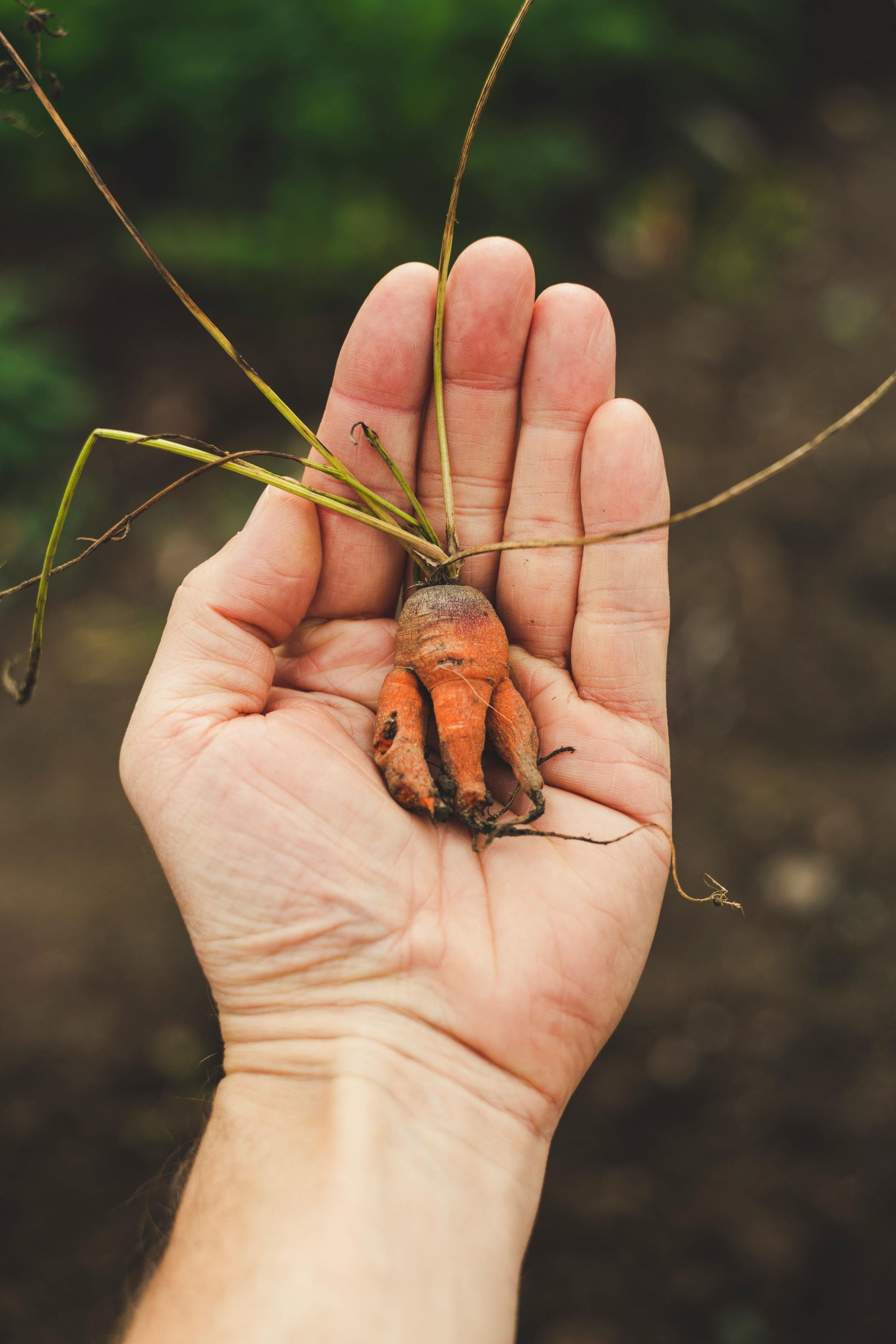 A person is holding a small carrot in their hand.