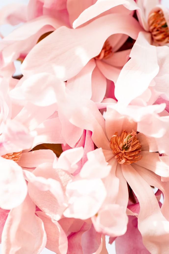 Close-up of soft pink magnolia blossoms in full bloom, with detailed petals and brown centers.