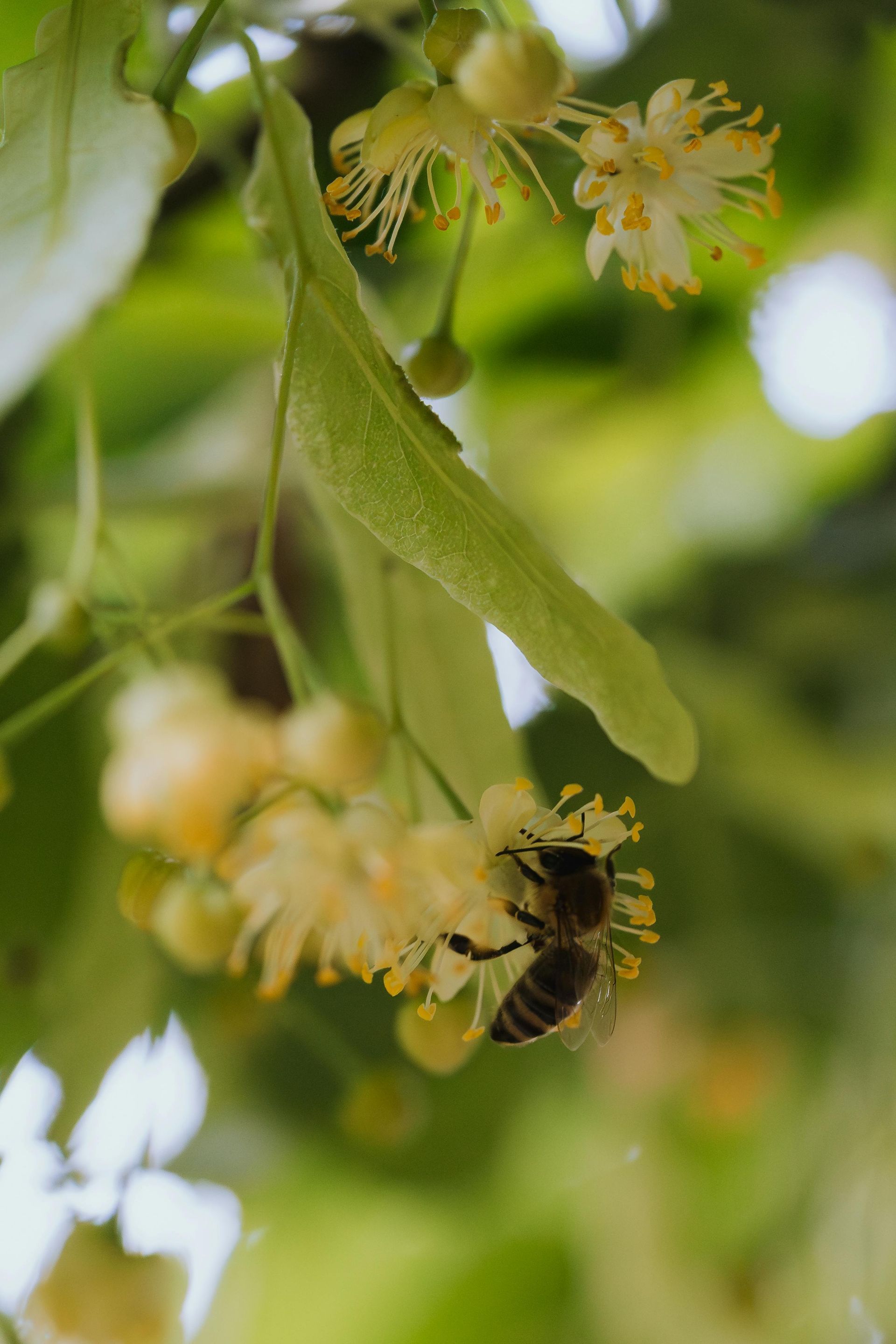 Bee gathering nectar from linden tree flowers; yellow and white petals, green leaves.