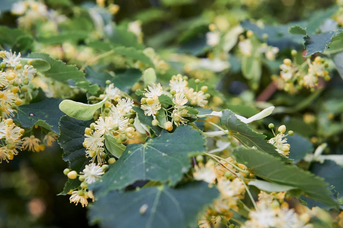 Linden tree branches with small yellow flowers and green leaves.