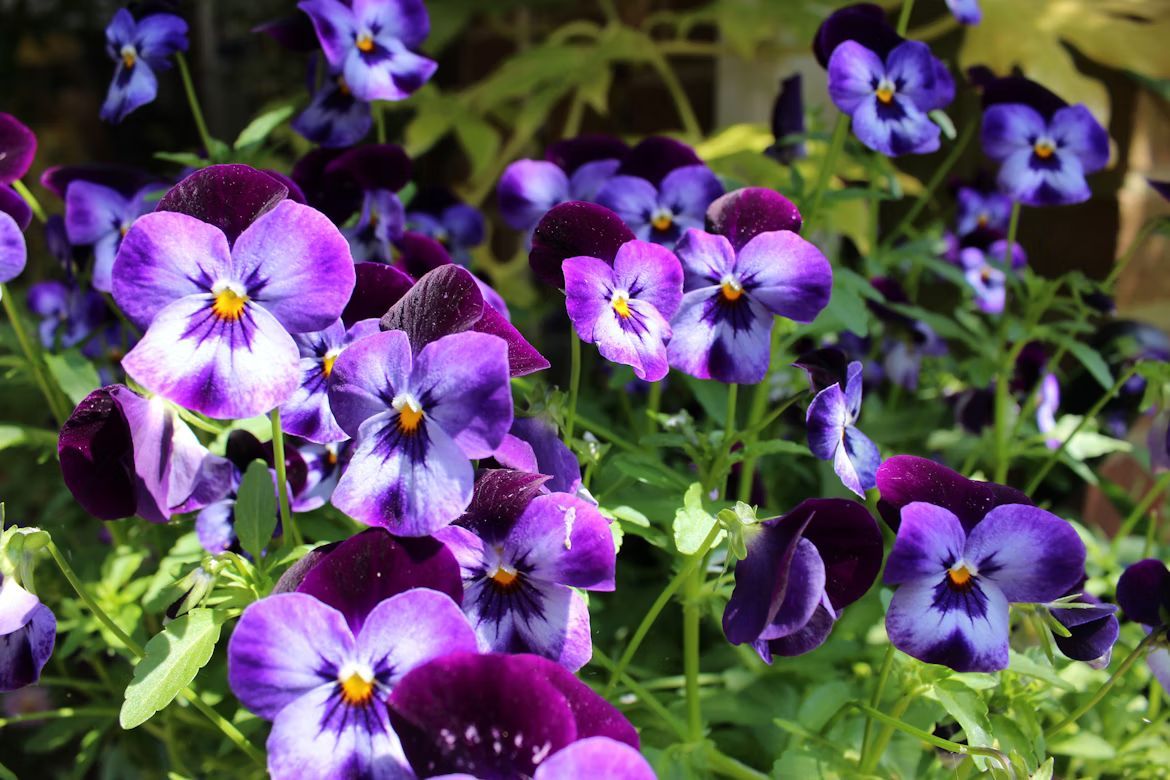 Purple and white pansy flowers blooming in a garden.