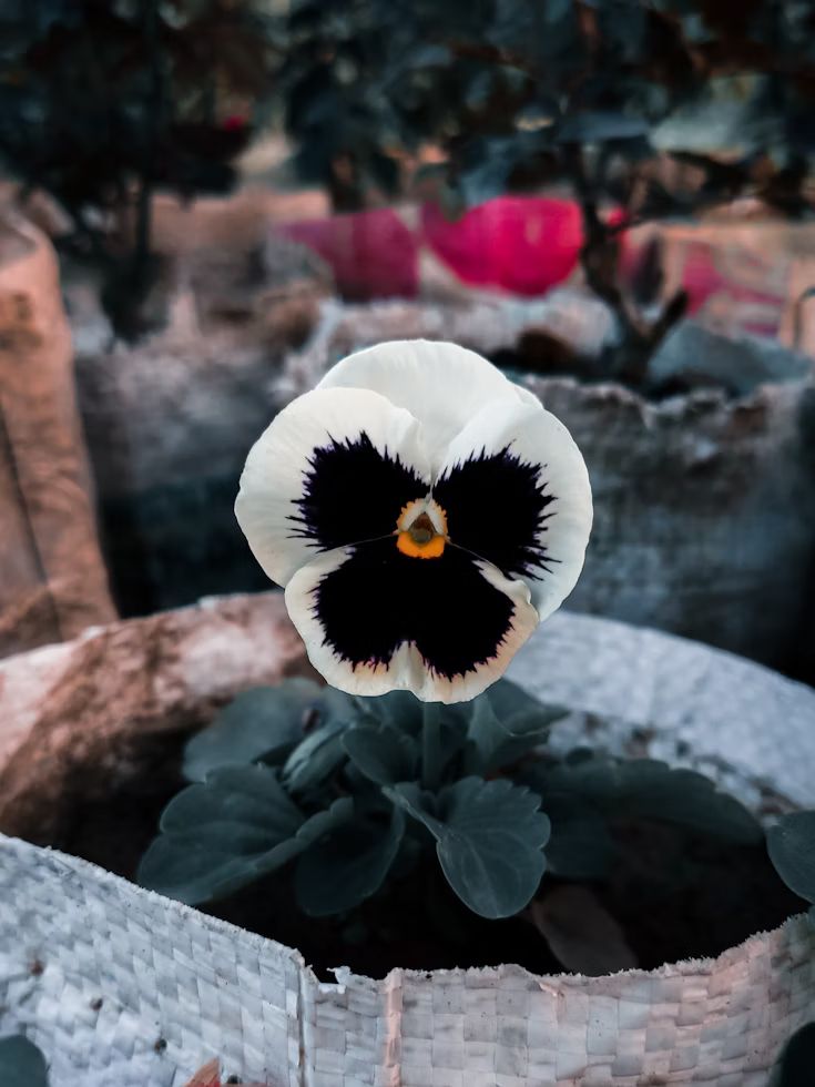 White pansy with a dark center, growing in a rustic container.