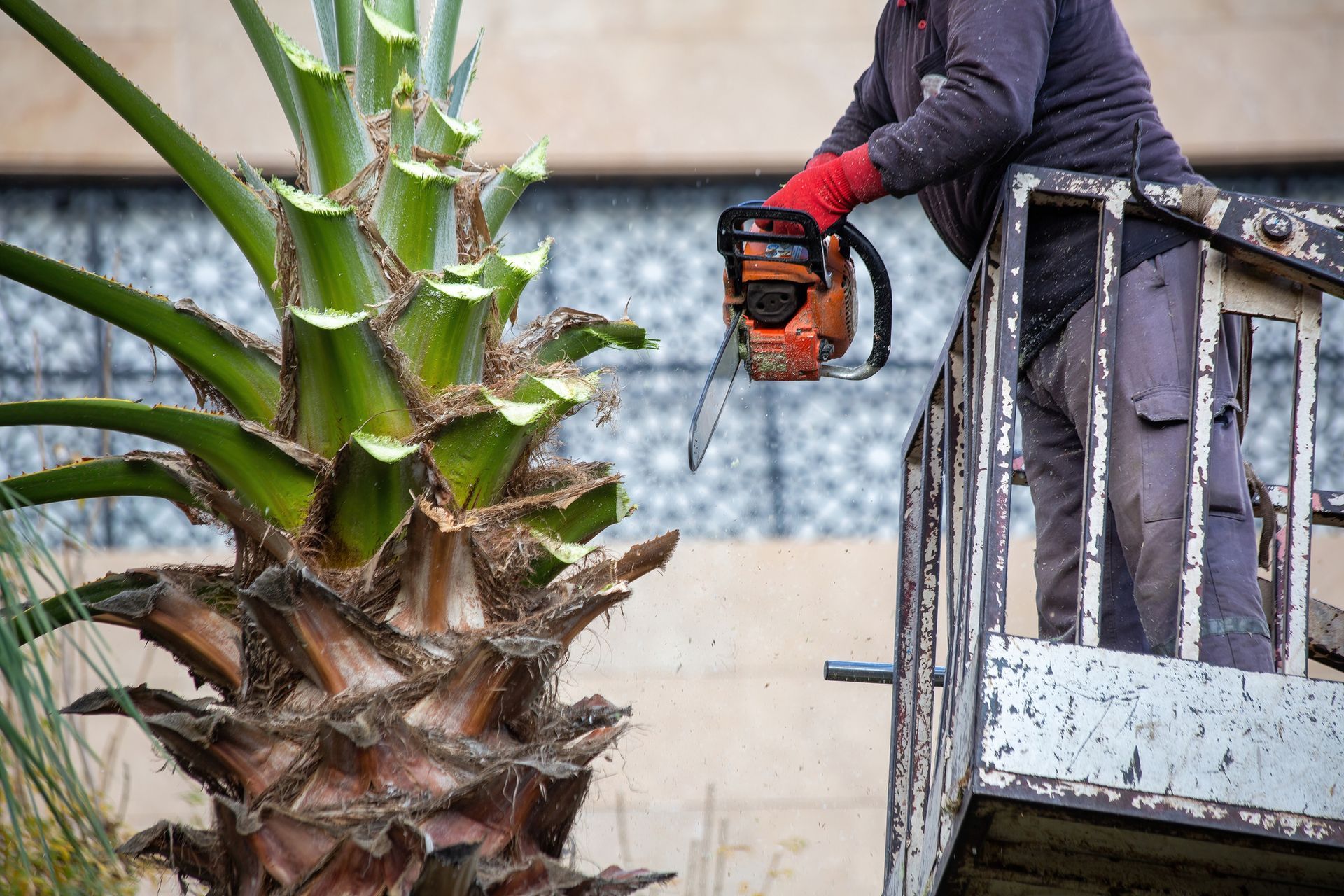 A man is cutting a palm tree with a chainsaw.