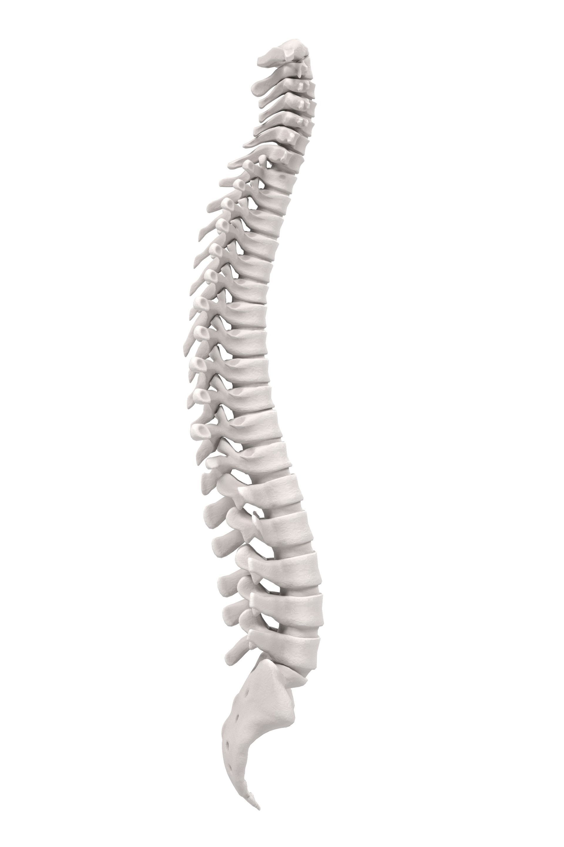 Spine