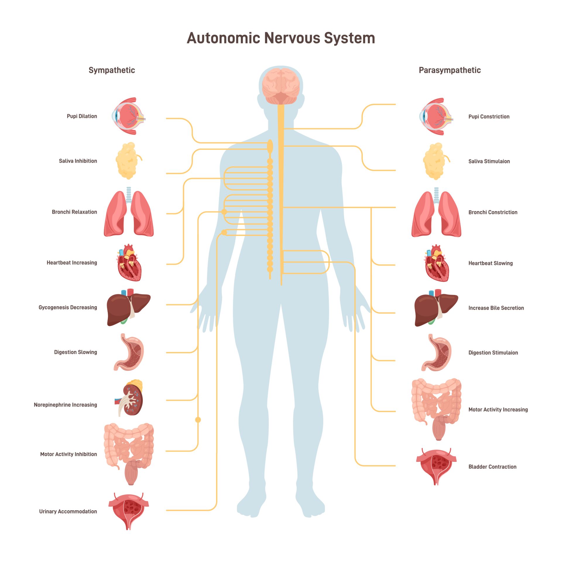 A diagram of the autonomic nervous system A diagram of the autonomic nervous system