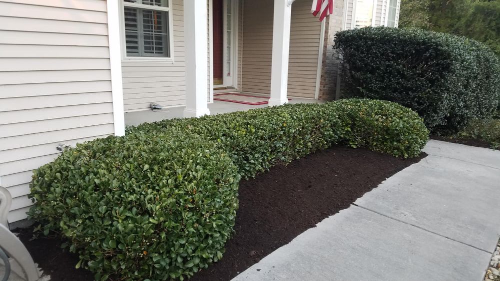 Green bushes line a walkway in front of a house with a red door. Mulch is between the bushes and the sidewalk.