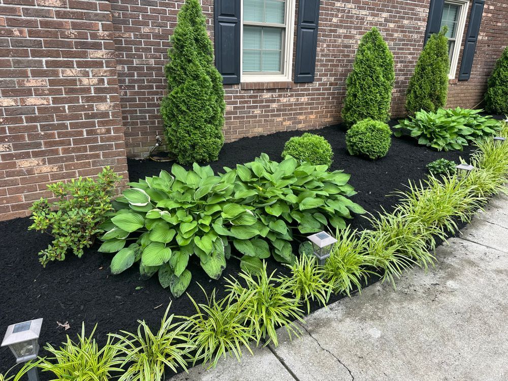 Landscaped flower bed with green plants, black mulch, and brick building in the background.