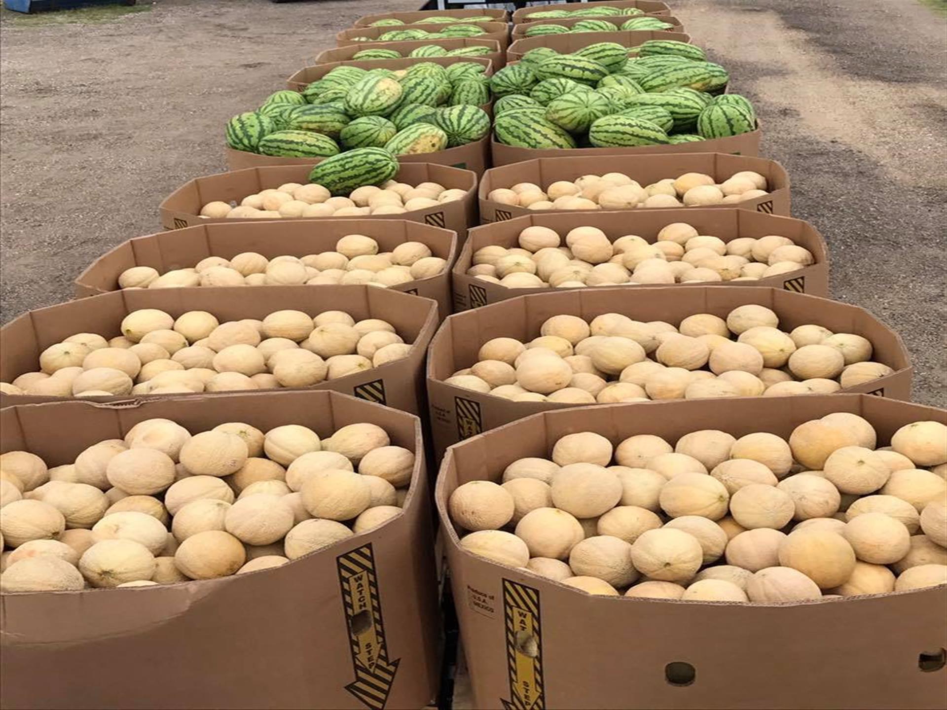 Melons and Watermelons