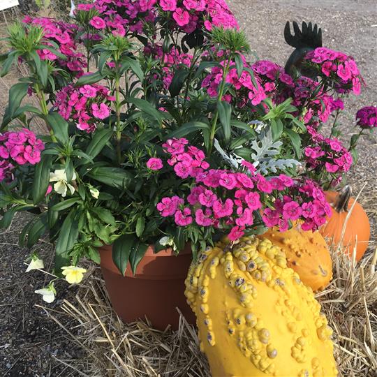 Flower pot with squash beside it on top of hay