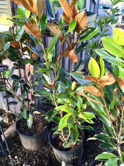 Plants out side in wooden pots