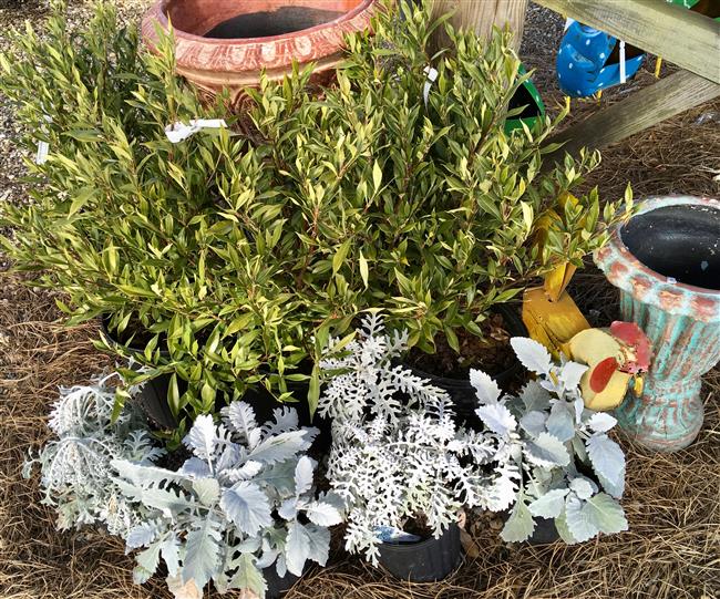 Plants outdoor on a display