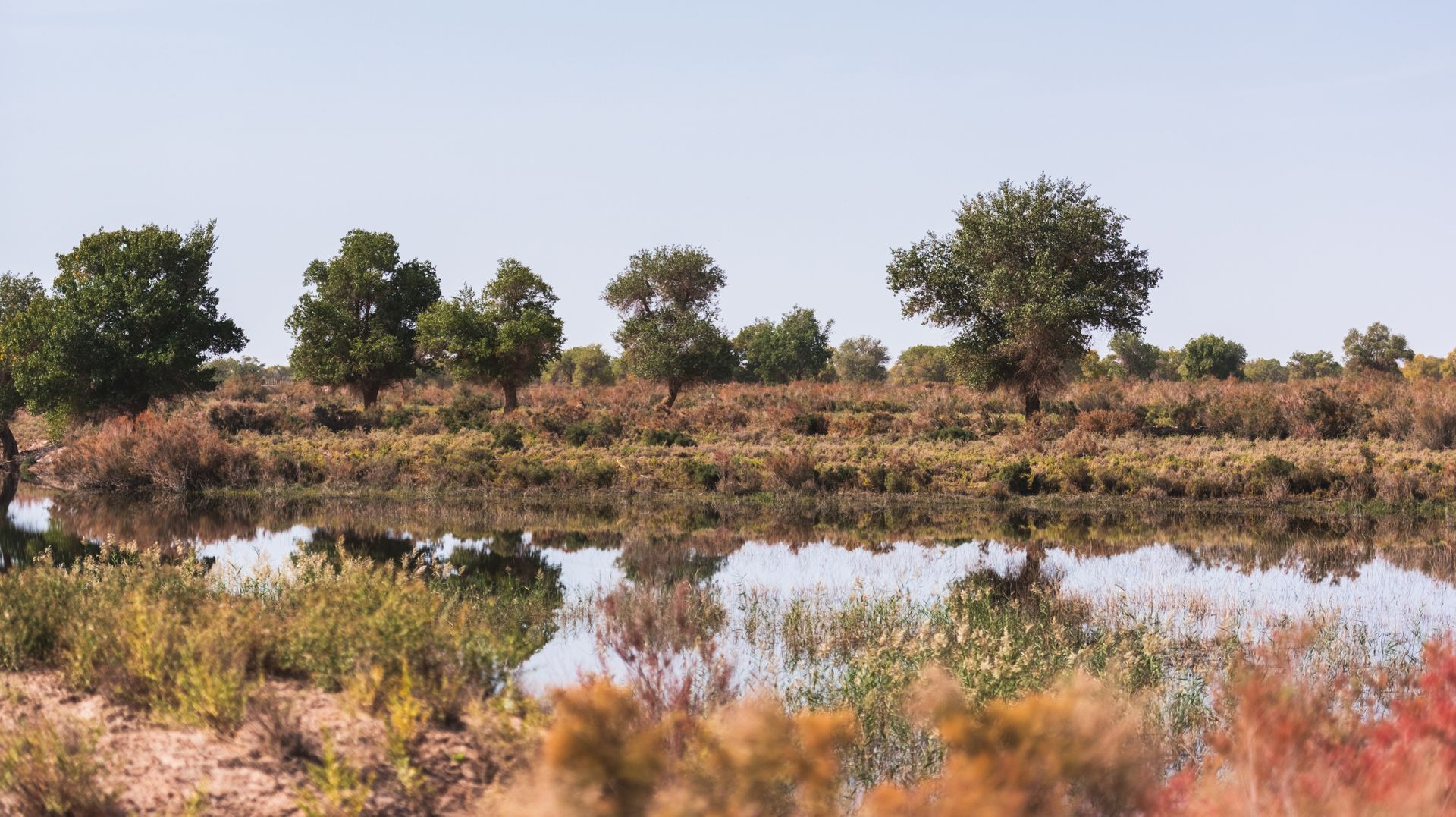 Water reflecting trees and shrubs on a sunny day. The water surface mirrors the foliage and clear sky.
